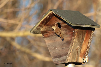 Troglodyte familier / Troglodytes aeson / House Wren