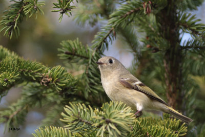 Roitelet  couronne rubis / Regulus calendula / Ruby-crowned Kinglet