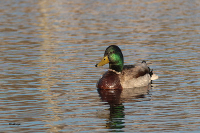 Canard colvert / Anas platyrhynchos / Mallard