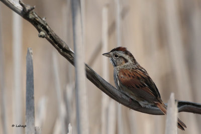 Bruant des marais / Melospiza georgiana / Swamp Sparrow