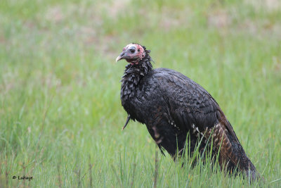 Dindon sauvage / Meleagris gallopavo / Wild Turkey