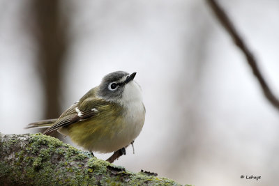 Viro  tte bleue / Vireo solitarius / Blue-headed Vireo