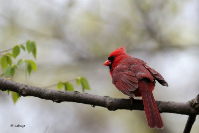Cardinal rouge/ Cardinalis cardinalis / Northern Cardinal