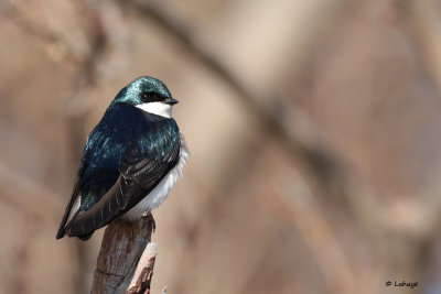 Hirondelle bicolore / Tachycineta bicolor / Tree Swallow