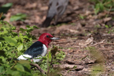 Pic  tte rouge / Melanerpes erythrocephalus / Red-headed Woodpecker