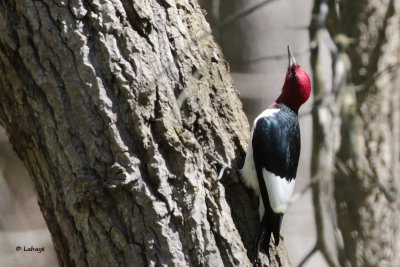 Pic  tte rouge / Melanerpes erythrocephalus / Red-headed Woodpecker