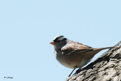 Bruant  coronne blanche / Zonotrichia albicollis / White-throated Sparrow