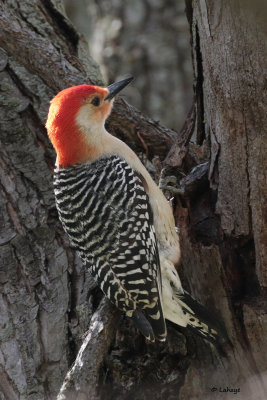 Pic  ventre roux / Melanerpes carolinus / Rec-billied woodpecker