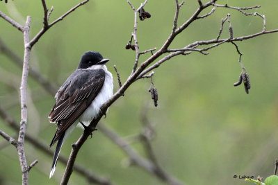 Tyran Tritri / Tyrannus tyrannus / Eastern Kingbird