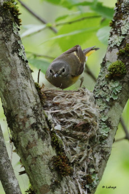 Paruline flamboyante fem. / Setophaga ruticilla / American Redstart