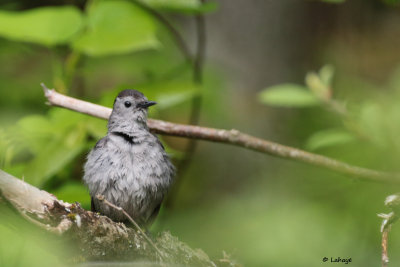 Moqueur chat / Dumetella carolinensis / Gray Catbird