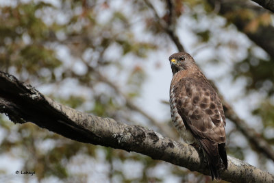 Petite buse / Buteo platyterus / Broad-winged Hawk