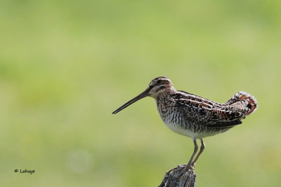 Bécassine de Wilson / Gallinago delicata / Wilson's Snipe