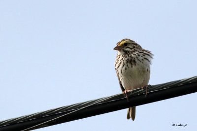Bruant des prs / Passerculus sandwichensis / Savannah Sparrow