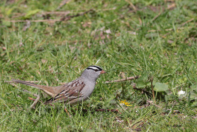 Bruant  couronne blanche / Zonotrichia leucophrys / White-crowned Sparrow