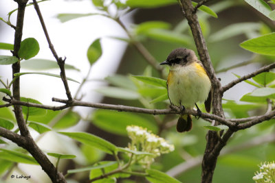 Paruline flamboyante fem / Setophaga ruticilla / American Redstart