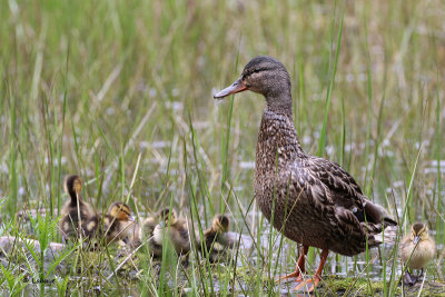 Canard colvert / Anas platyrhynchos / Mallard