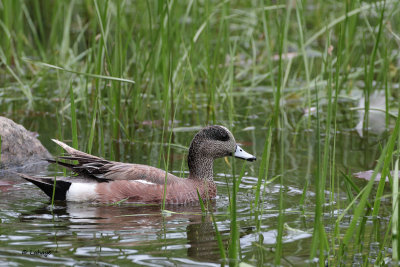 Canard d'Amrique / Anas americana / American Wigeon