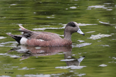 Canard d'Amérique / Anas americana / American Wigeon
