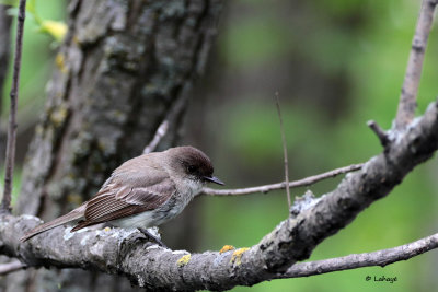 Moucherolle phbi / Sayornis phoebe / Eastern Phoebe