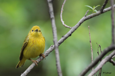 Paruline jaune / Dendroica petechia / Yellow Warbler