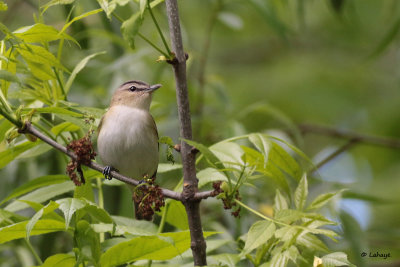 Viro aux yeux rouges / Vireo olivaceus / Red-eyed Vireo