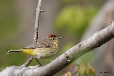 Paruline  couronne rousse / Dendroica palmarum / Palm Warbler