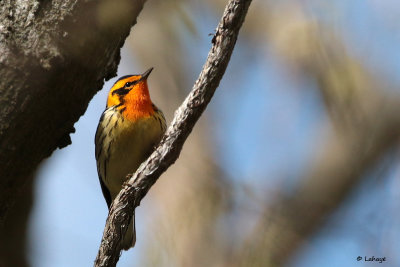 Paruline  gorge orange / Dendroica fusca / Blackburnian Warbler