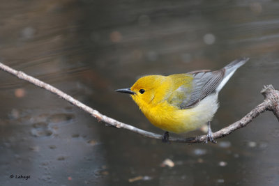 Paruline orange  / Protonotaria citrea / Prothonotary Warbler