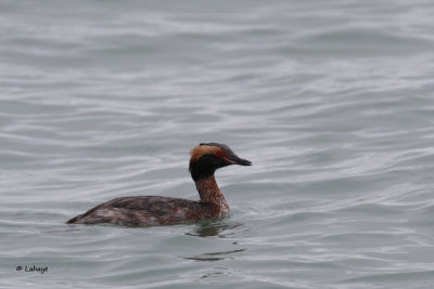 Grèbe esclavon / Podiceps auritus / Horned Grebe