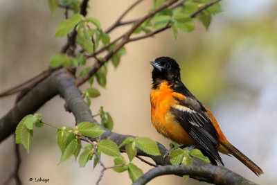 Oriole de Baltimore / Icterus galvula / Baltimore Oriole