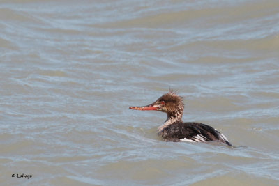 Harle huppé / Mergus serrator / Red-Breasted Merganser