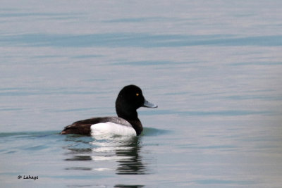 Fuligule milouinan / Aythya marila / Greater Scaup