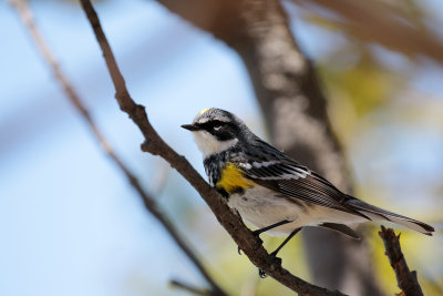 Paruline  croupion jaune / Dendroica coronata / Yellow-rumped Wable