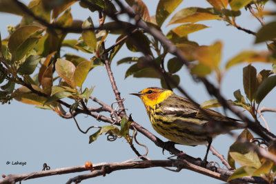 Paruline tigre / Dendroica tigrina / Cape May Warbler