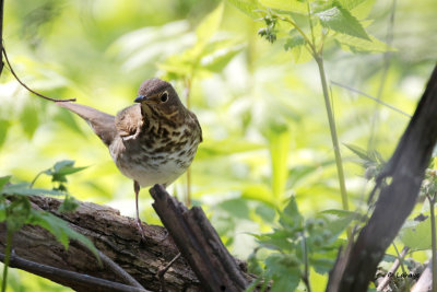 Grive solitaire / Catharus guttatus / Hermit Thrush