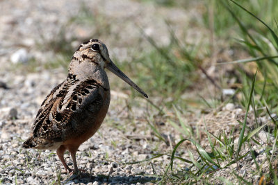 Bcasse d'Amrique / Scolopax minor / American Woodcock