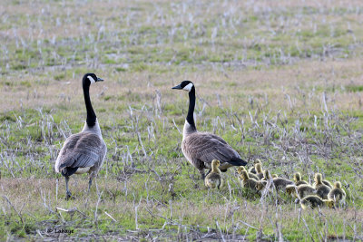 Bernaches du Canada / Branta canadensis / Canada Geese