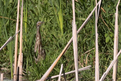 Butor d'Amrique / Botaurus lentiginosus / American Bittern