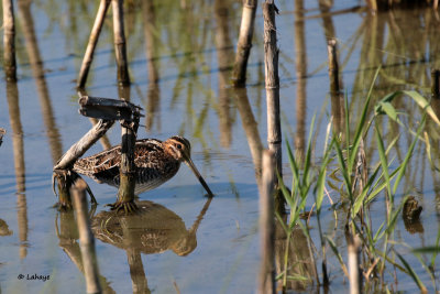 Bécassine de Wilson / Gallinago delicata / Wilson's Snipe