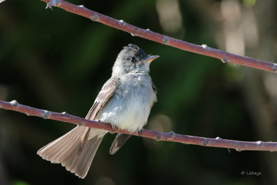 Moucherolle phbi / Sayornis phoebe / Eastern Phaebe