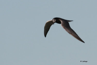 Guifette noire / Chlidonias niger / Black Tern