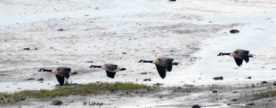 Bernaches du Canada / Branta canadensis / Canada Geese