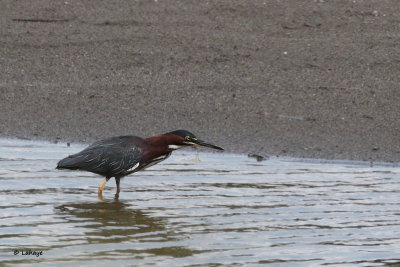 Héron vert / Butorides virescens / Green Heron