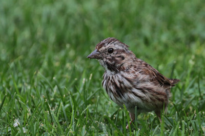 Bruant chanteur juv. / Melospiza melodia / Song Sparrow