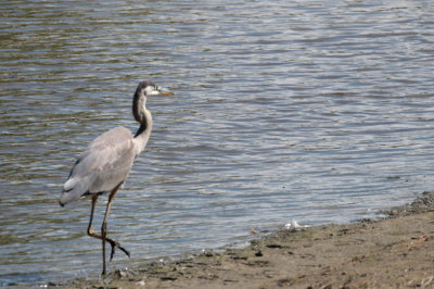 Grand héron / Ardea herodias / Great Blue Heron