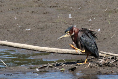 Héron vert / Butorides virescens / Green Heron