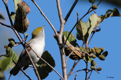 Paruline  flancs marron / Dendroica pensylvanica / Chestnus-sided Warbler