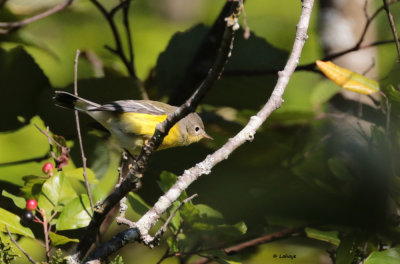 Paruline  tte cendre / Dendroica magnolia / Magnolia Warbler