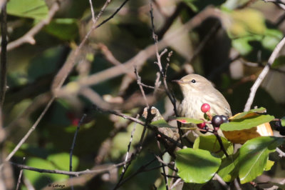 Paruline tigre / Dendroica tigrina / Cape May Warbler